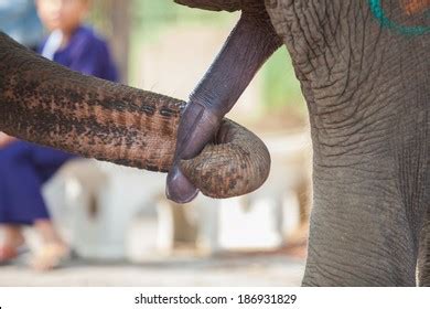 Elephants Penis Images Stock Photos Vectors Shutterstock