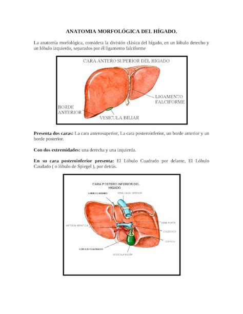 Docx Anatomia Morfol Gica Del H Gado Dokumen Tips