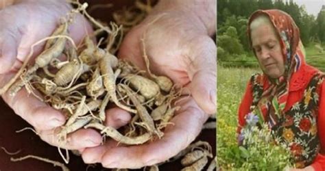 Билката, която възстановява хрущяла на ставите по-добре от лекарствата!
