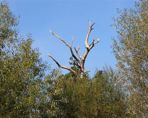 Free Images Tree Nature Forest Grass Branch Mountain Cloud Sky