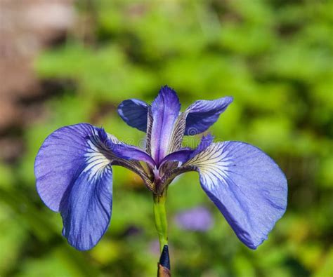 Wild Iris Flower In Alaska Stock Image Image Of Stalk 22239583