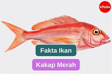 Inilah Fakta Kakap Merah Yang Perlu Diketahui Entertainment