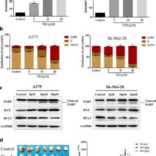 Vb Treatment Induces Apoptosis And Cell Cycle Arrest In Melanoma