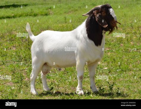 Male Boer Goat Very Awarded In Brazil The Boer Is A Breed Developed In