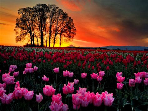 Pink Flowers HD Wallpapers - Top Free Pink Flowers HD Backgrounds ...