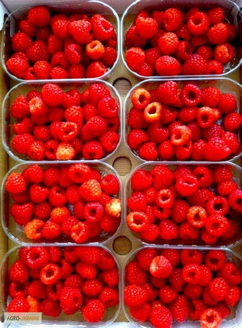 Продам/купить полимерные боксы для клубники 1, 0 кг - Николаевская обл ...