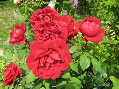 Галерея - Erotika (Eroica, Erotica, Eroika) - Энциклопедия роз