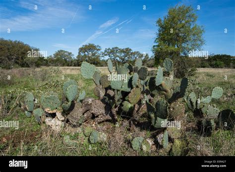 Cactus And Other Semi Arid Plants At The Lady Bird Johnson Wildflower