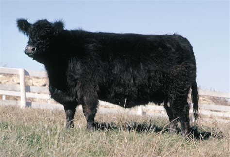 Galloway | breed of cattle | Britannica