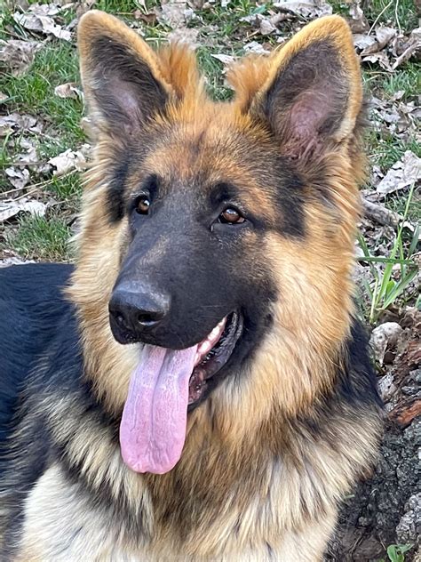large,big,x-large, oversized german shepherds