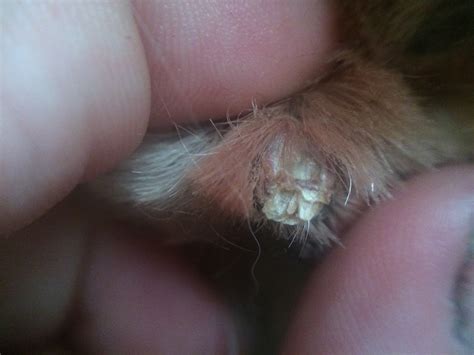 Keratoacanthoma Dog