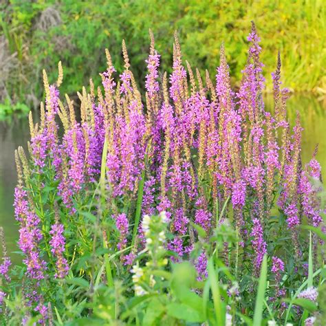 Tall Purple Perennials Garden Flowers