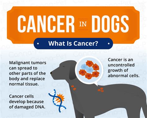 Cancer in dogs: and symptoms - Animal Expert