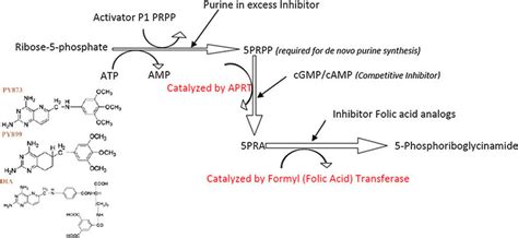 Schematic Representation Of De Novo And Salvage Pathway Where Role Of