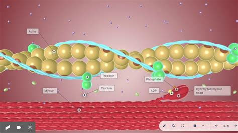 Sliding Filament Theory Biodigital Human Platform Youtube