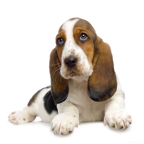 Basset Hound Dogs Wallpapers Hd Wallpapers Desktop Background