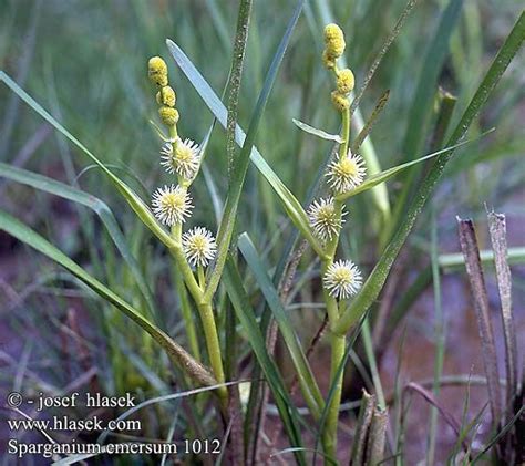 Some Very Pretty Yellow Flowers In The Grass