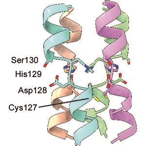 Iucr Structural And Biophysical Characterization Of The Borna Disease