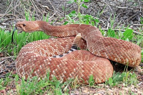 What is the World Record Rattlesnake Length?