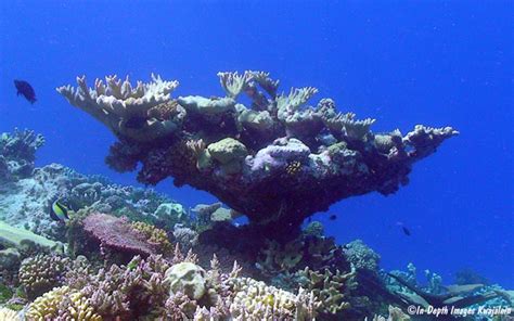 Acropora Sp Pacific Elkhorn Kwajalein Marshall Islands