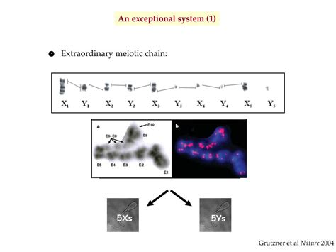 Ppt Sex Chromosome Evolution In Vertebrates Powerpoint Presentation