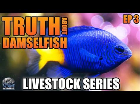 Yellowtail Damselfish: Care Guide & Facts | Saltwater Aquarium Blog