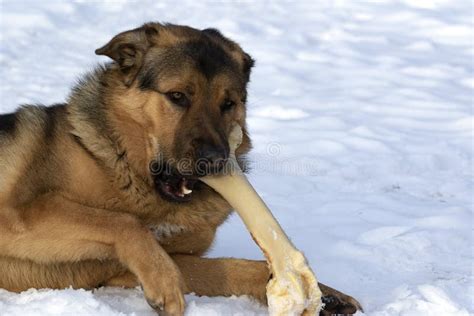 Are Beef Bones Bad For Dogs