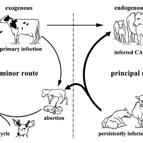 Ciclo De Vida De Neospora Caninum Tomado De Dubey 2003 Download