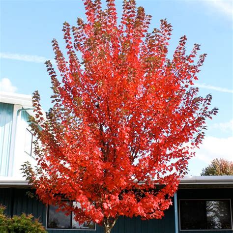 Maple Red Sun Valley Ash S Garden Farm