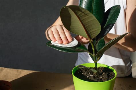 Les plantes grasses retombantes d intérieur un choix idéal pour une