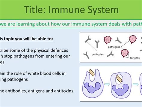 Immune System Lesson Gcse Biology Teaching Resources