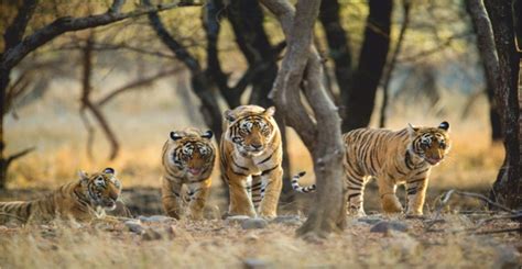 Rise In Tigers Population In India Current Affairs Editorial Notes