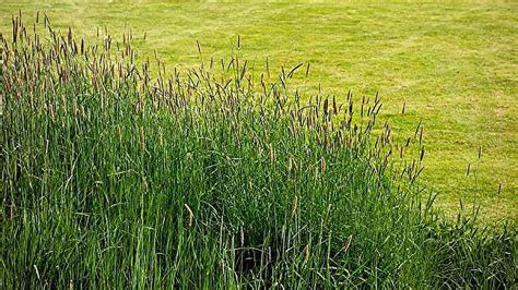 Timothy Climax 2000 Grass Seeds 8 12 Lbs