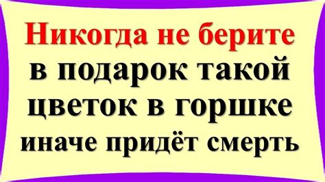 Никогда не берите в подарок такой цветок в горшке, иначе придёт смерть ...