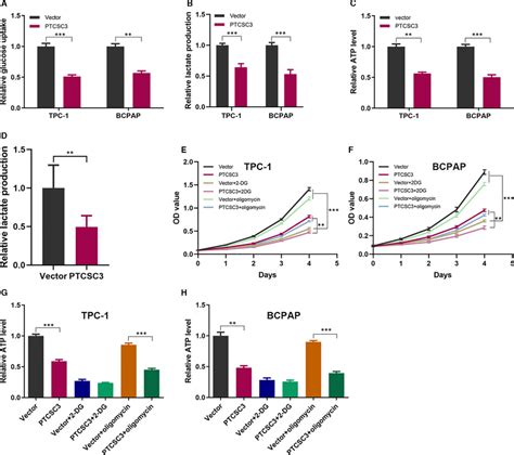 Ptcsc3 Inhibits Thyroid Cancer Cell Proliferation By Suppressing