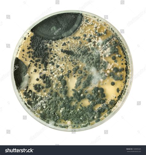 Types Of Mold In Petri Dish at Ebony Dougherty blog