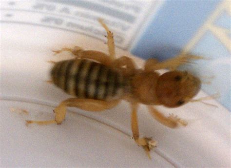 Potato Bug From The Potato State Whats That Bug