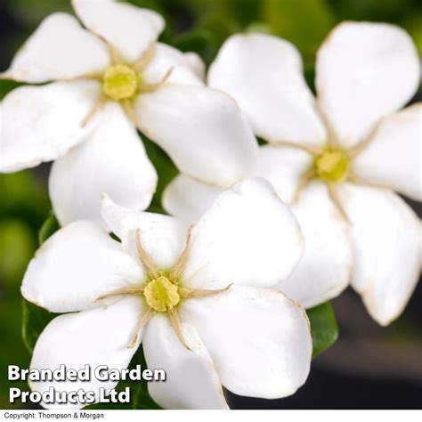 Gardenia Jasminoides Kleims Hardy Plants Thompson And Morgan