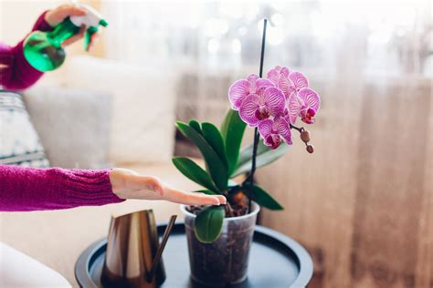 The 7 Most Colorful And Vibrant Indoor Orchids To Decorate Your Home
