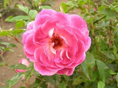 Free Picture Flora Flower Summer Nature Petal Leaf Rose Garden