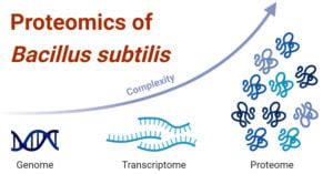 proteomics  bacillus subtilis  overview