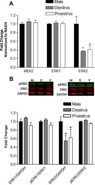 Sex Differences In Social Interaction Behaviors In Rats Are Mediated By Extracellular Signal