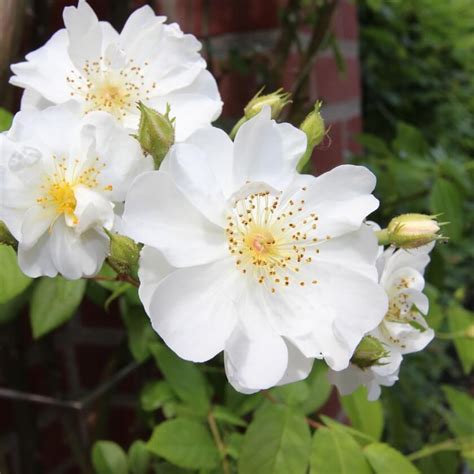 Ramblerrose Bobby James Rosa Bobby James
