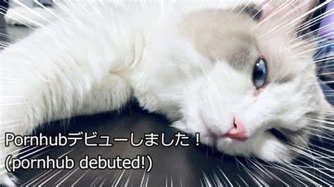 Havia Um Gato Sexy Aos Meus Pés Pornhub Gay