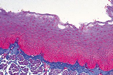 Slide Stratified Squamous Epithelium Esophagus Sec Flinn Scientific