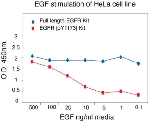 Invitrogen EGFR Full Length Human ELISA Kit 96 Tests Fisher Scientific