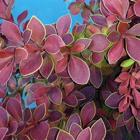 Барбарис Тунберга Голден Ринг С2 h=40-60см Россия - Хомяк