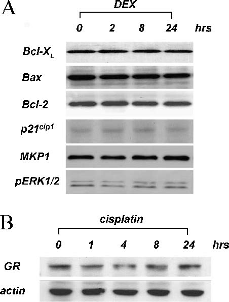 A Western Blot Analysis For Bcl X L Bax Bcl 2 P21 Cip1 Mkp 1