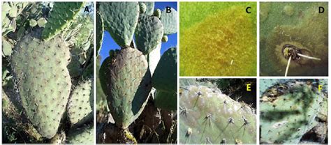 Expression Of Golden Spot In Opuntia Matudae Var Rosa In Plants