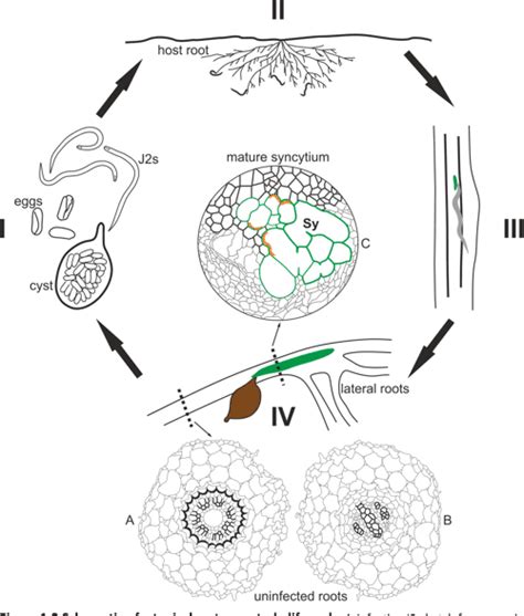 [PDF] The cell wall microstructures of syncytia induced by cyst ...